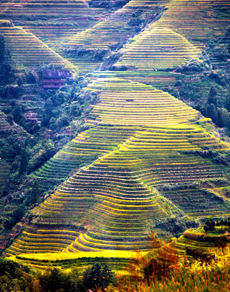 Scenery of terraced fields in Longsheng, China's Guangxi