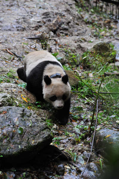 Young panda gets a taste of the wild life