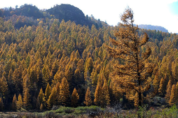 Autumn scenery of Pangquangou state forest park in Shanxi