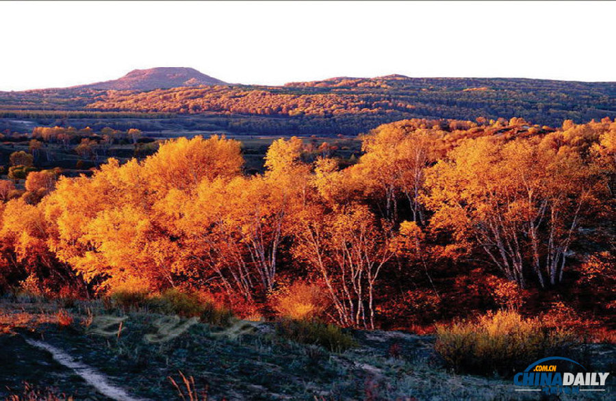 Colorful autumn view of Saihanba prairie