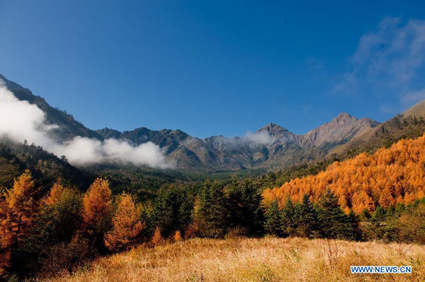 Autumn scenery of Jiajinshan National Forest Park in Sichuan