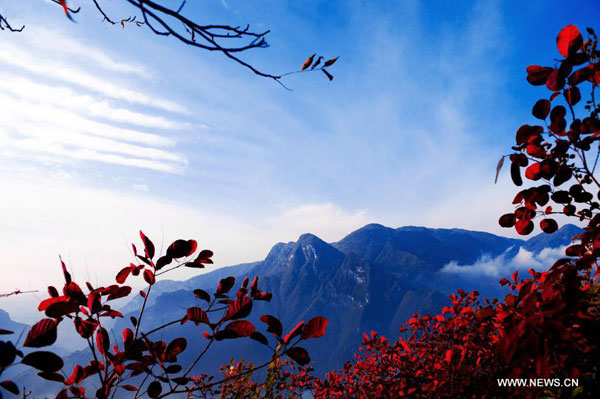 Autumn red leaves in Three Gorges area, C China