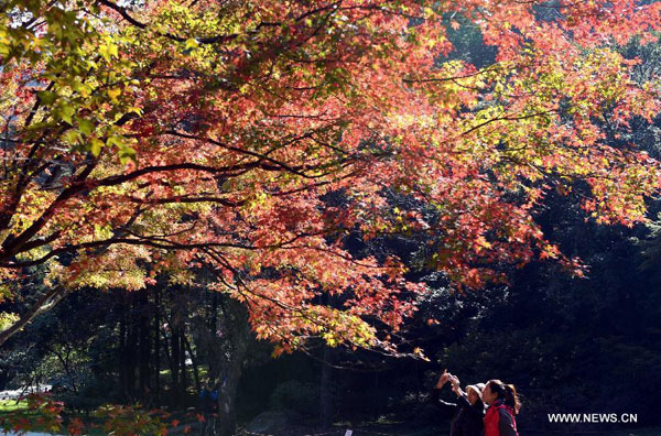 Autumn red leaves on Lushan Mountain