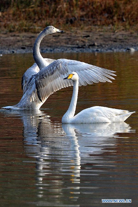 Migratory swans spend winter in Pinglu, N China