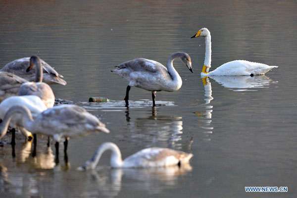 Migratory swans spend winter in Pinglu, N China