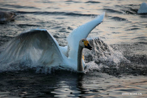 More than 1,000 swans spend winter in Rongcheng