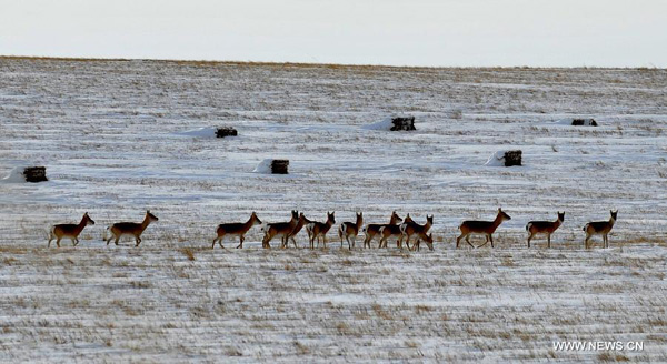 Wild animals in Inner Mongolia region