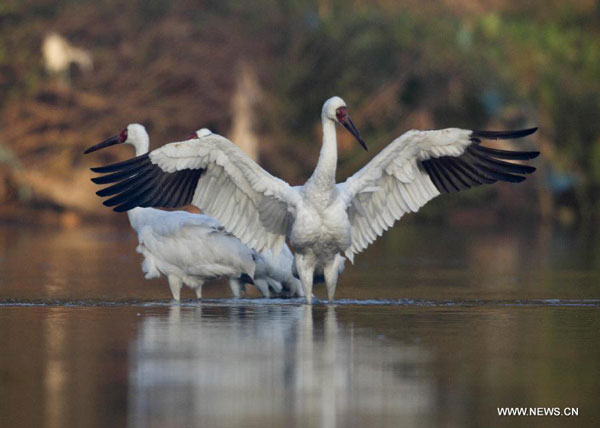 White cranes in Sikou township of Wuyuan county