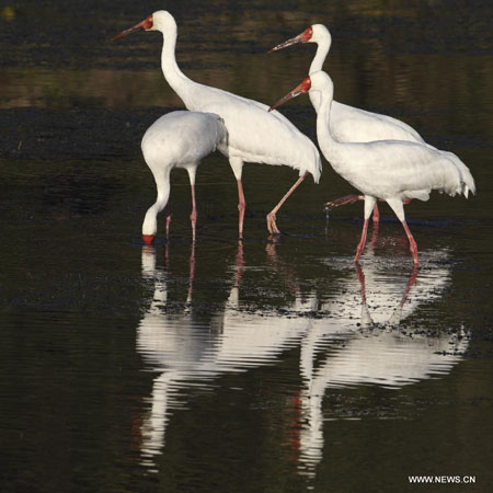 White cranes in Sikou township of Wuyuan county