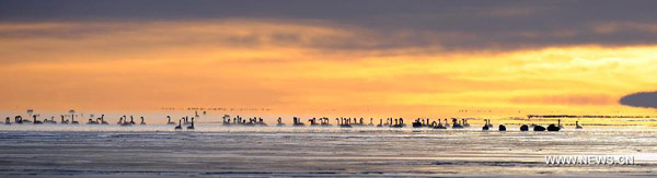 Swans swim in Qinghai Lake