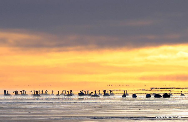 Swans swim in Qinghai Lake