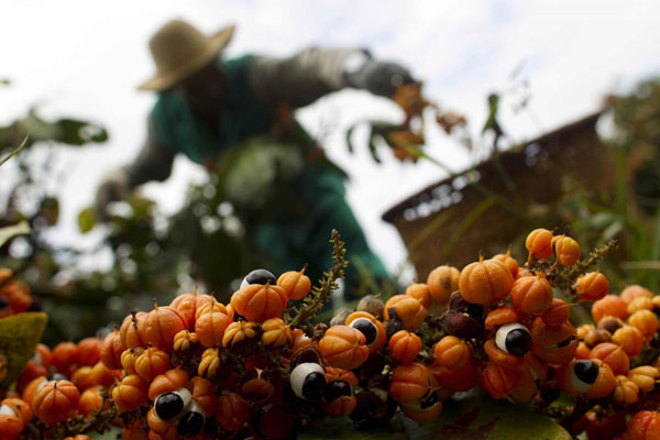 Maues, the 'Land of Guarana'