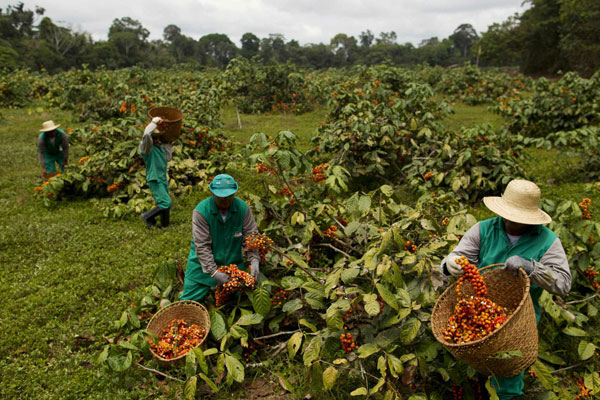 Maues, the 'Land of Guarana'