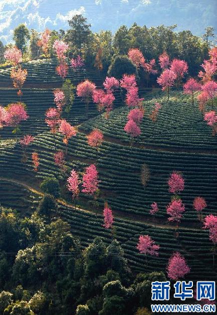 Oriental cherries bloom in winter in China's Yunnan