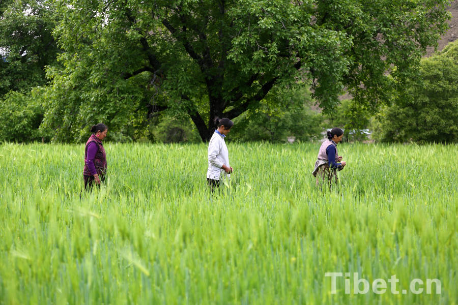 Tibetan farmers in highland barley field