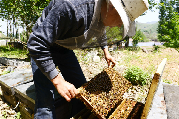 Beekeeper's life a hive of activity