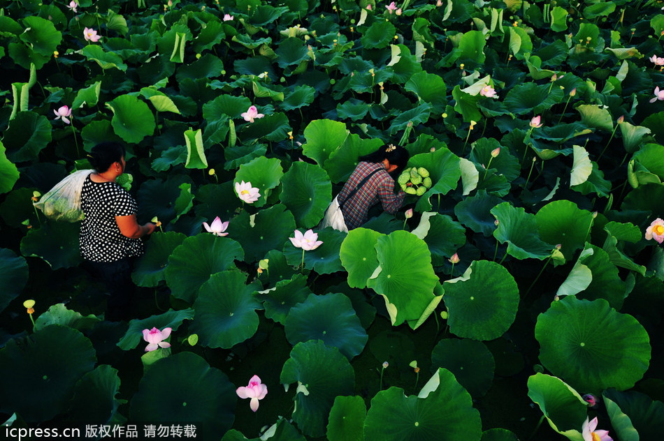 China's sacred lotus blooms bright