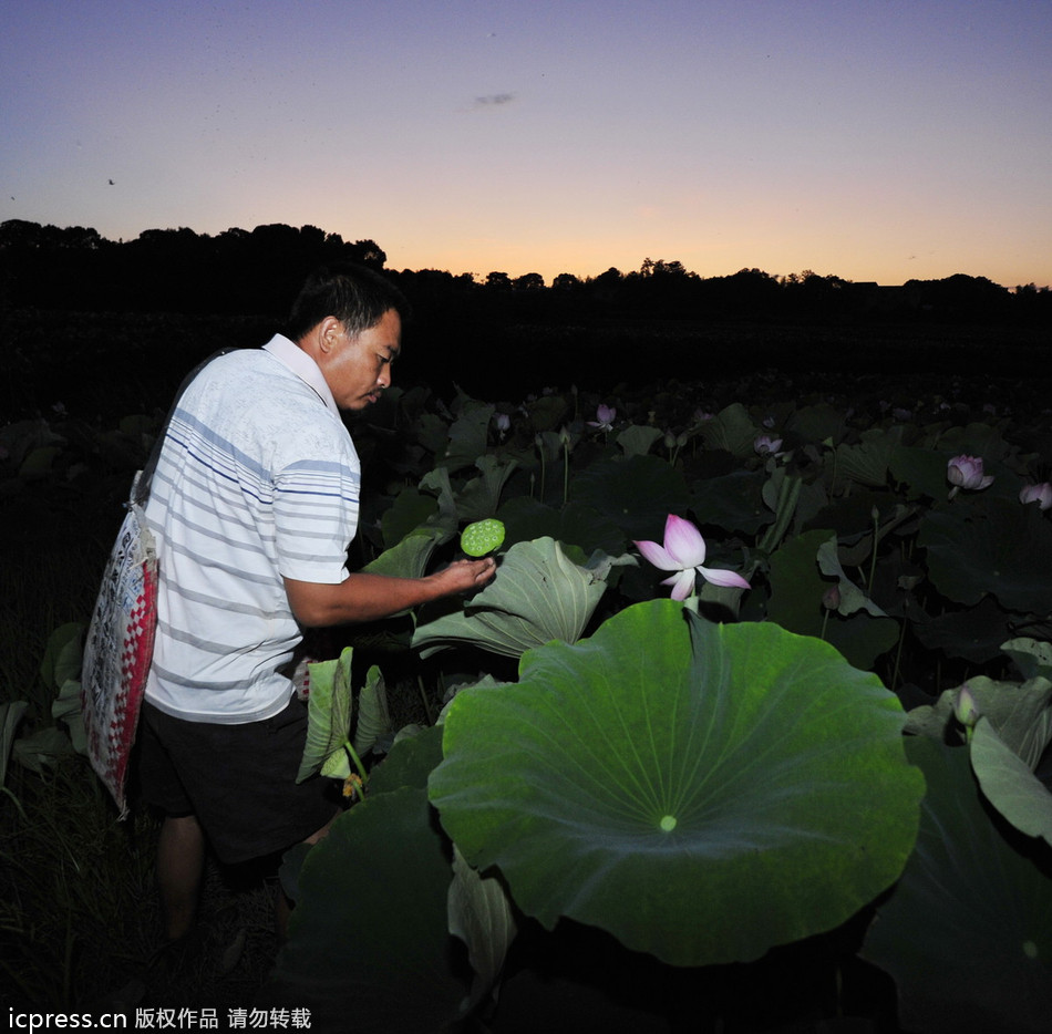 China's sacred lotus blooms bright