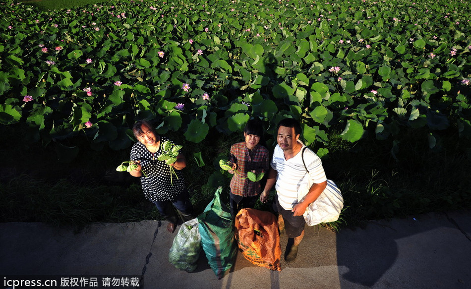 China's sacred lotus blooms bright