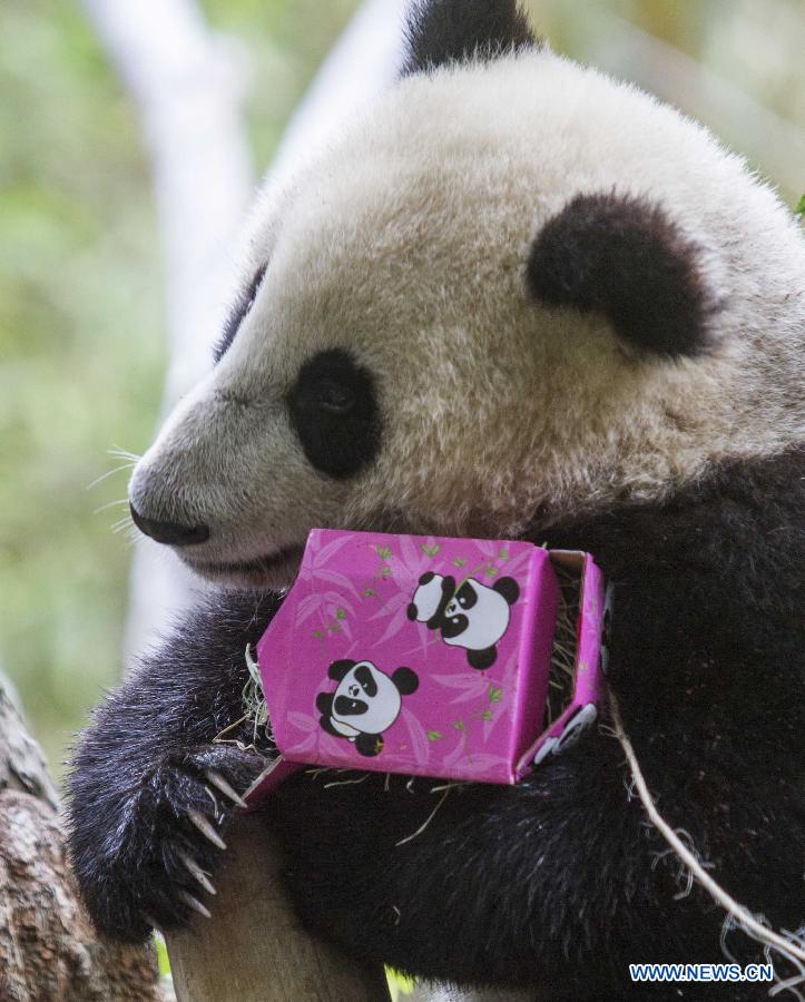 Giant panda cub celebrates 1st birthday in California