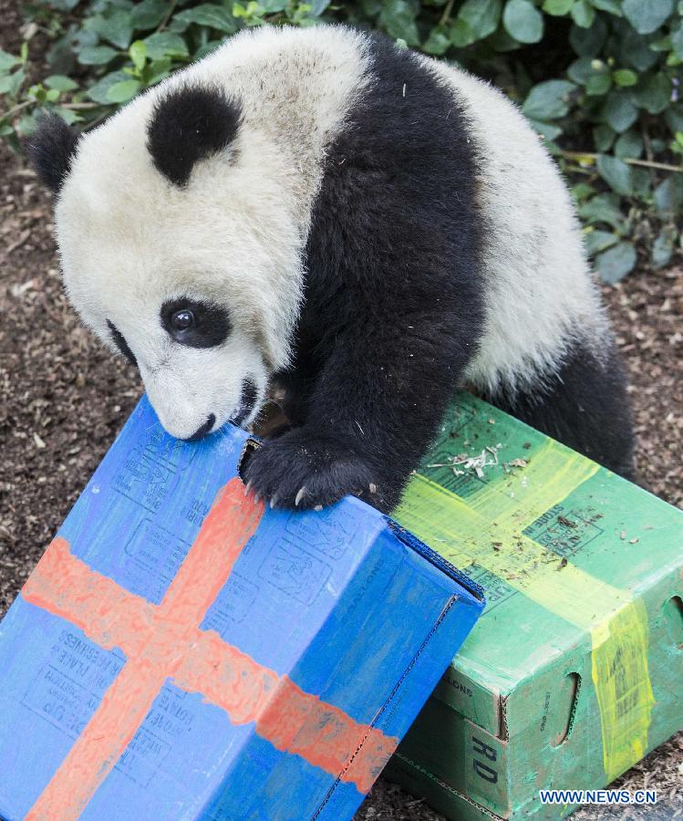 Giant panda cub celebrates 1st birthday in California