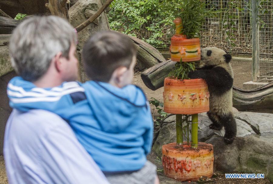 Giant panda cub celebrates 1st birthday in California