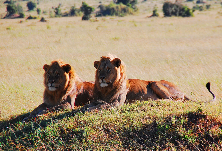 Photos: Living among lions(1)