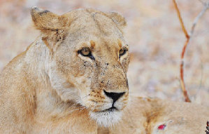 Living among lions takes pride of place