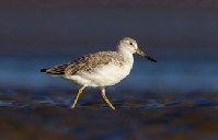 Rare bird finds sanctuary