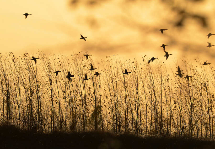 Giving birds a place to live