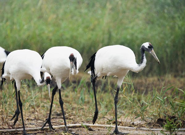 Royal care for swans