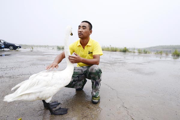 Royal care for swans