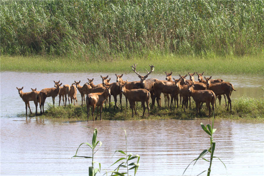 Milu deer thrive at nature reserve