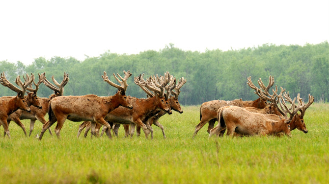 Milu deer thrive at nature reserve