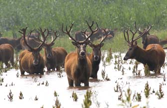 Milu deer thrive at nature reserve