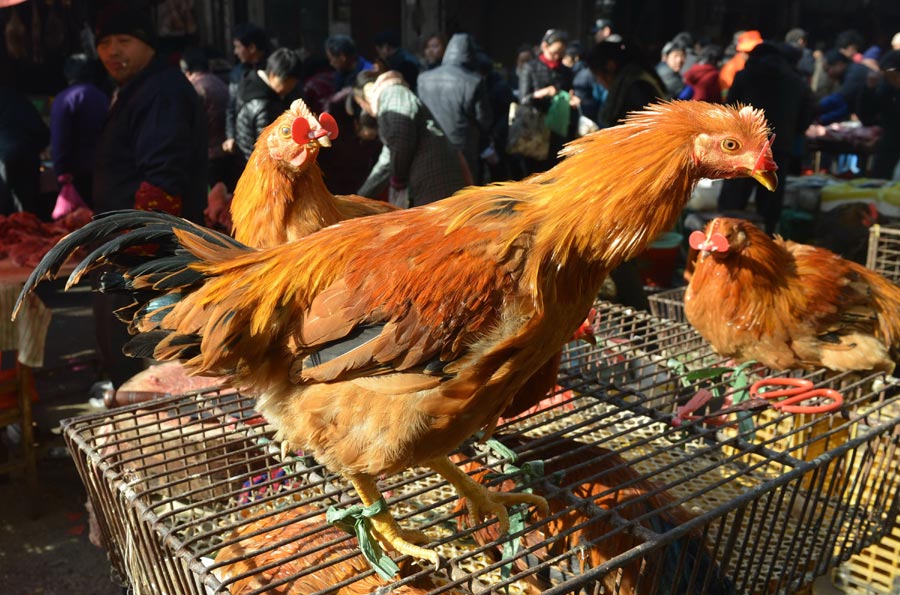 Bird flu slows poultry market