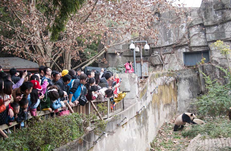 Panda-themed carnival delights tourists in Chengdu