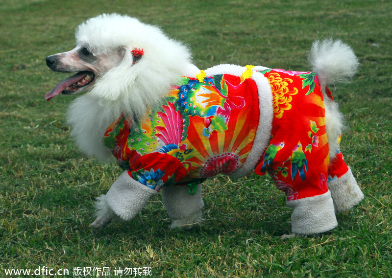 Pets have their own fashion show