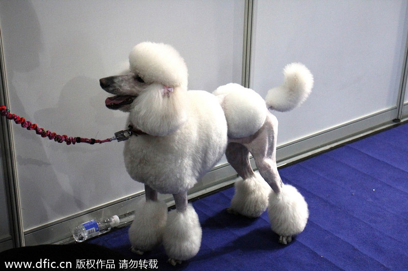 Pets have their own fashion show