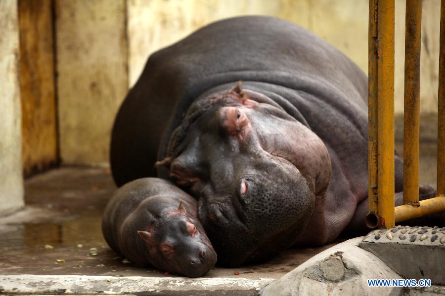 Daily life of hippos family at Jinan zoo