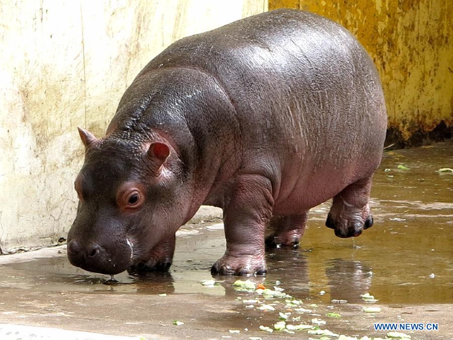 Daily life of hippos family at Jinan zoo