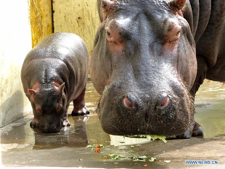 Daily life of hippos family at Jinan zoo