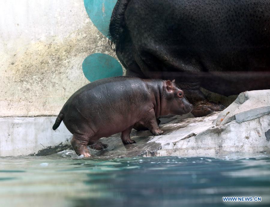 Daily life of hippos family at Jinan zoo