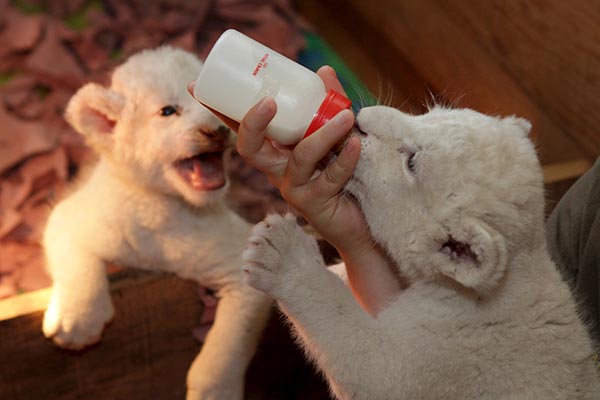 Lion cubs born in Mexico