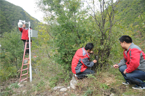 New wireless eyes on pandas in the wild