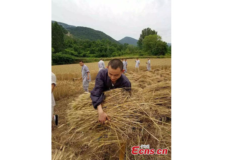 Harvest time for kung fu masters