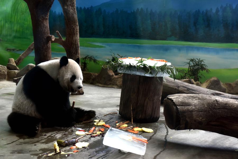 Giant pandas Tuan Tuan, Yuan Yuan enjoy birthday cakes in Taipei