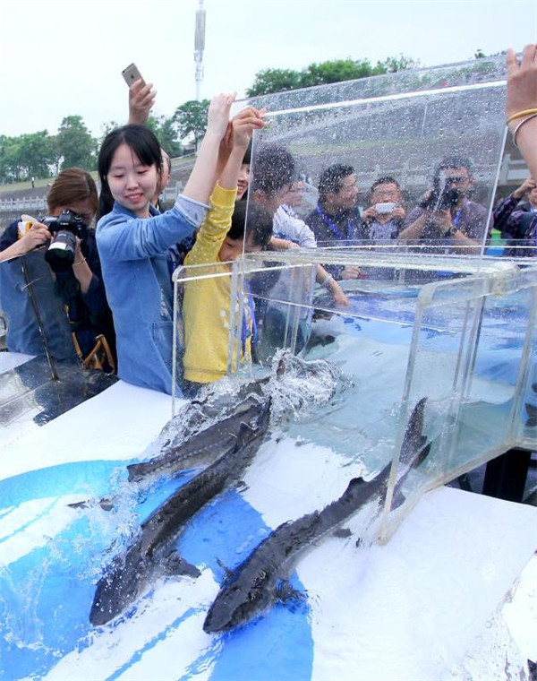 Protect marine environment, protect Chinese sturgeon
