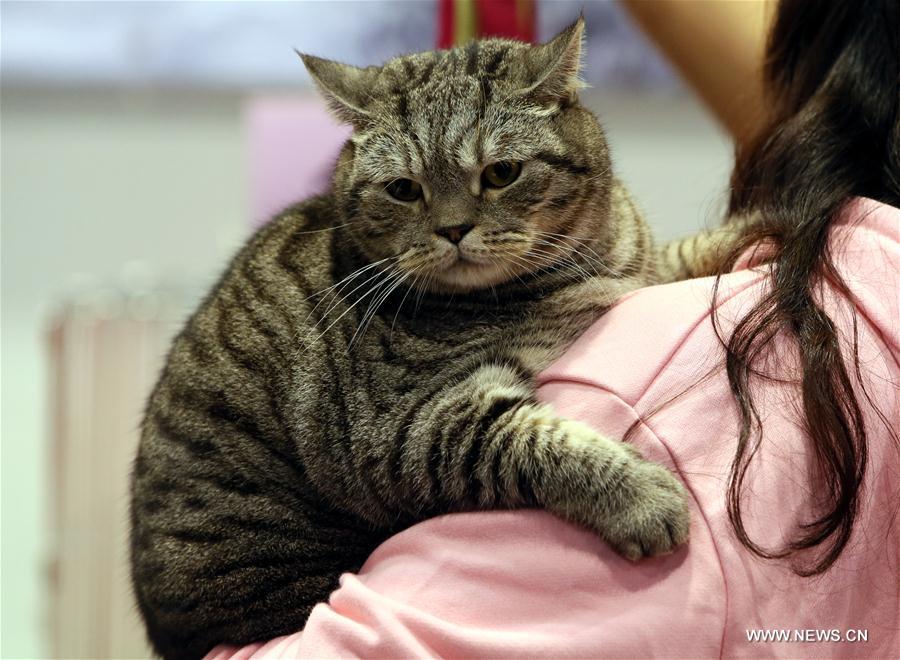 4th Championship Cat Show kicks off in Hong Kong