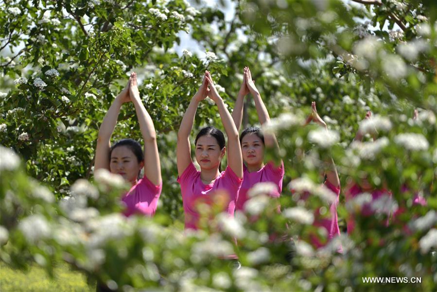 Yoga lovers practise yoga amid hawthorn blossoms in Hebei